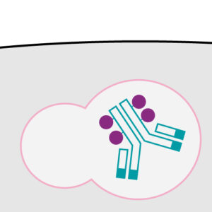 ADC internalization endocytosis CRO services ADC internalization endocytosis CRO services