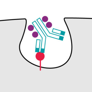 ADC internalization endocytosis CRO services ADC internalization endocytosis CRO services
