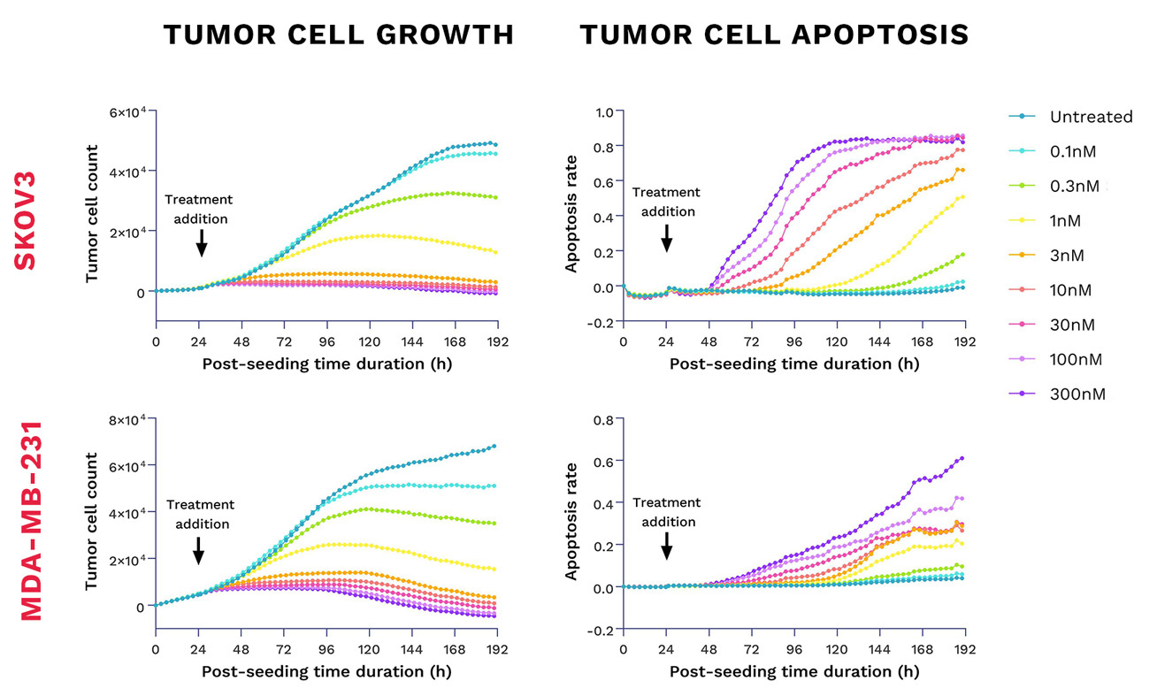 Antibody drug conjugate tumor killing assay incucyte live cell imaging CRO services cell-based assays