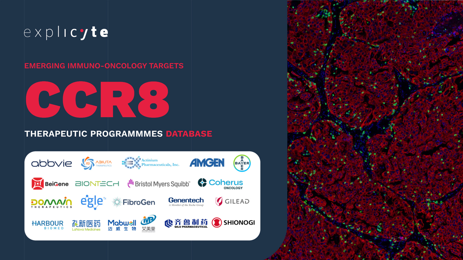 2025 anti-CCR8 therapeutic programmes database Explicyte