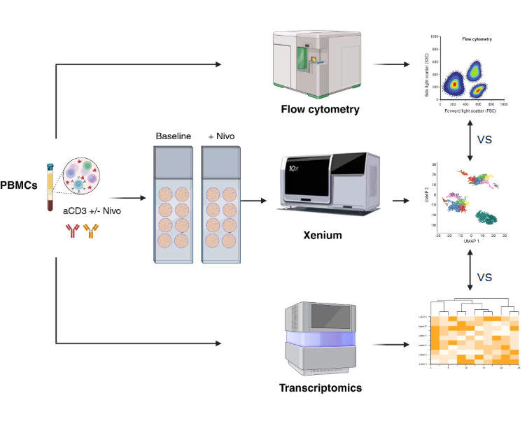 STAMP Xenium Cell-based assays pbmc immunoprofiling immunotherapy CRO