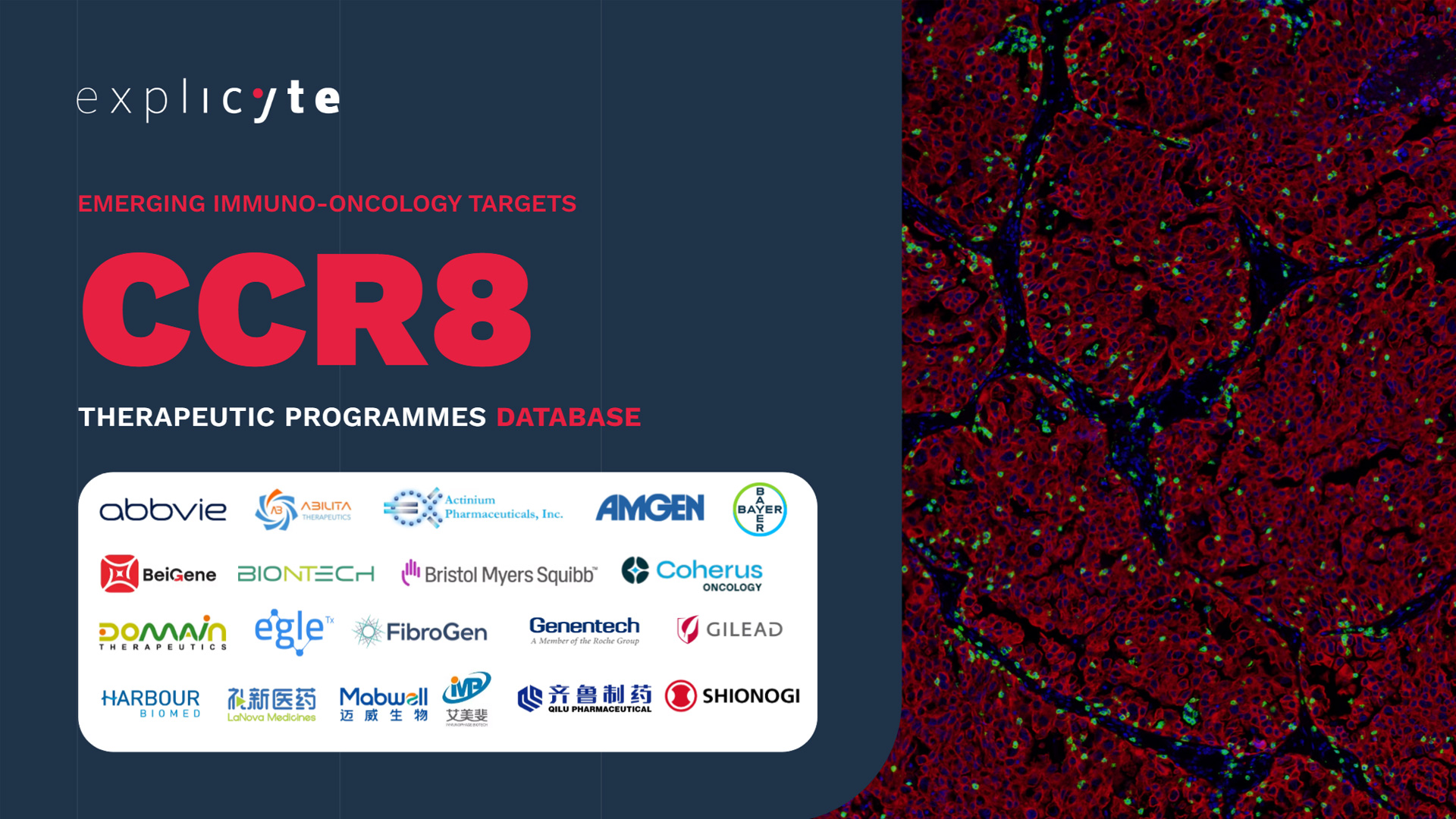 2025 anti-CCR8 therapeutic programmes database Explicyte