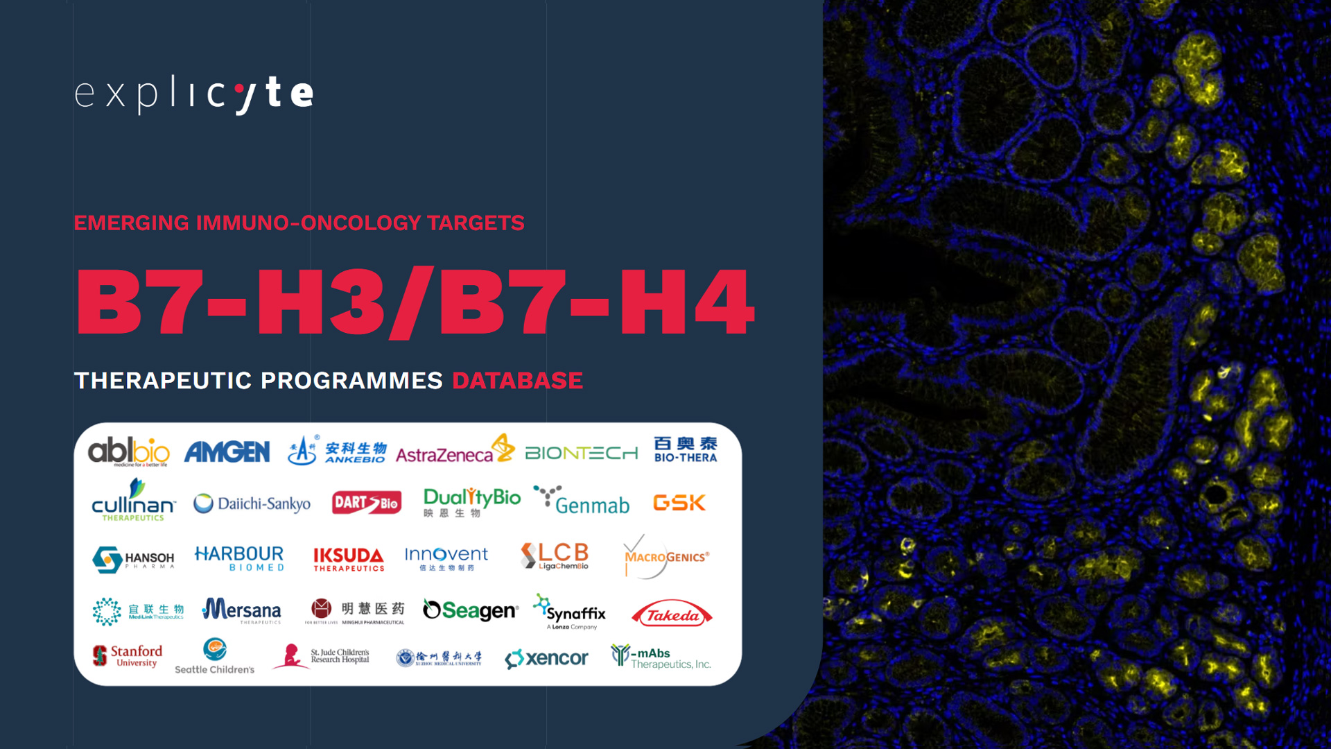anti-B7-H3 & B7-H4 Therapeutics in Oncology – 2025 Database Now Available