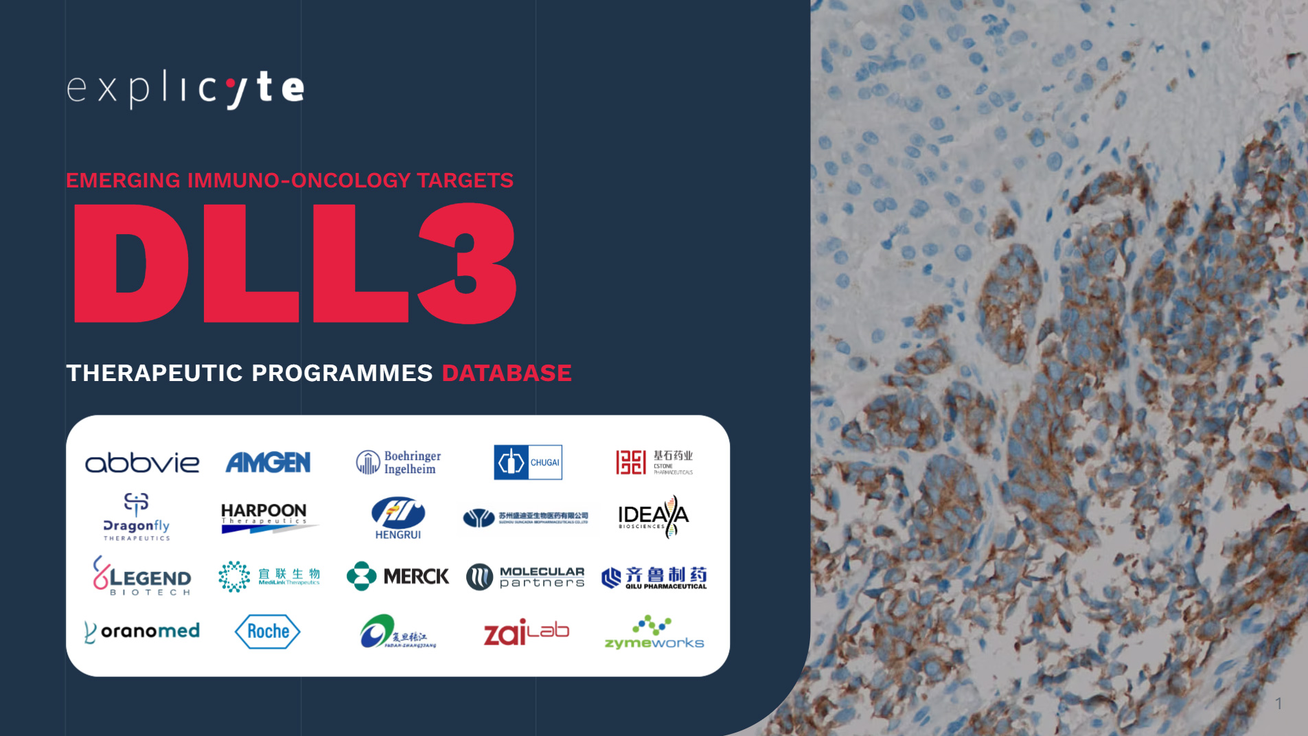 Anti-DLL3 therapeutic programmes - 2025 Database Available