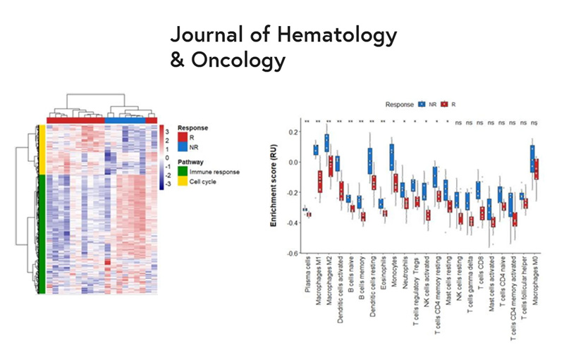 Heatmap of Gene Ontology biological process enrichment scores and Boxplot representation of immune cells estimation Heatmap of Gene Ontology biological process enrichment scores and Boxplot representation of immune cells estimation