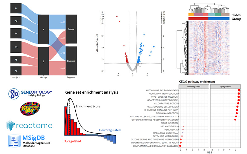 differential gene expression analysis & pathway analysis GeoMx spatial transcriptomic-analysis differential gene expression analysis & pathway analysis GeoMx spatial transcriptomic-analysis