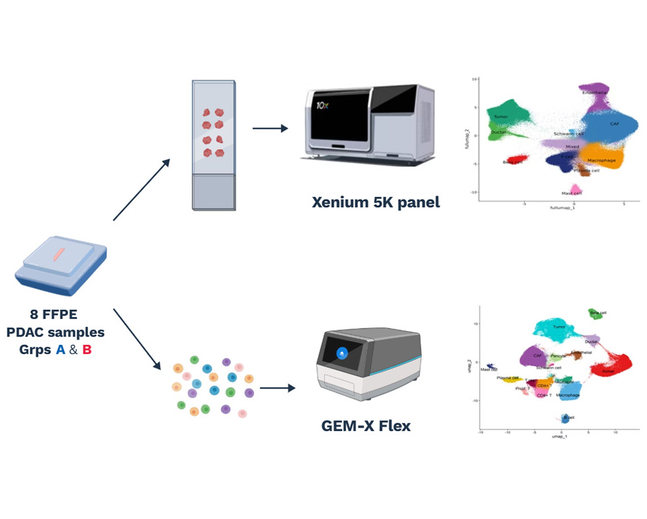 Xenium beyond 5K integration scRNAseq