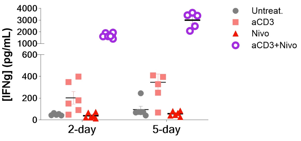 Functional IFN-γ response in CRC patient-derived tumor fragments: anti-CD3 + nivolumab drives a marked increase in IFN-γ release compared with untreated and single-agent conditions at day 2 and day 5