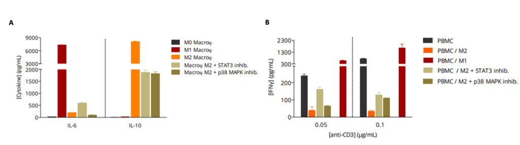 STAT3 and p38 MAPK inhibition during macrophage polarization alters cytokine profiles and co-culture IFN-γ responses.