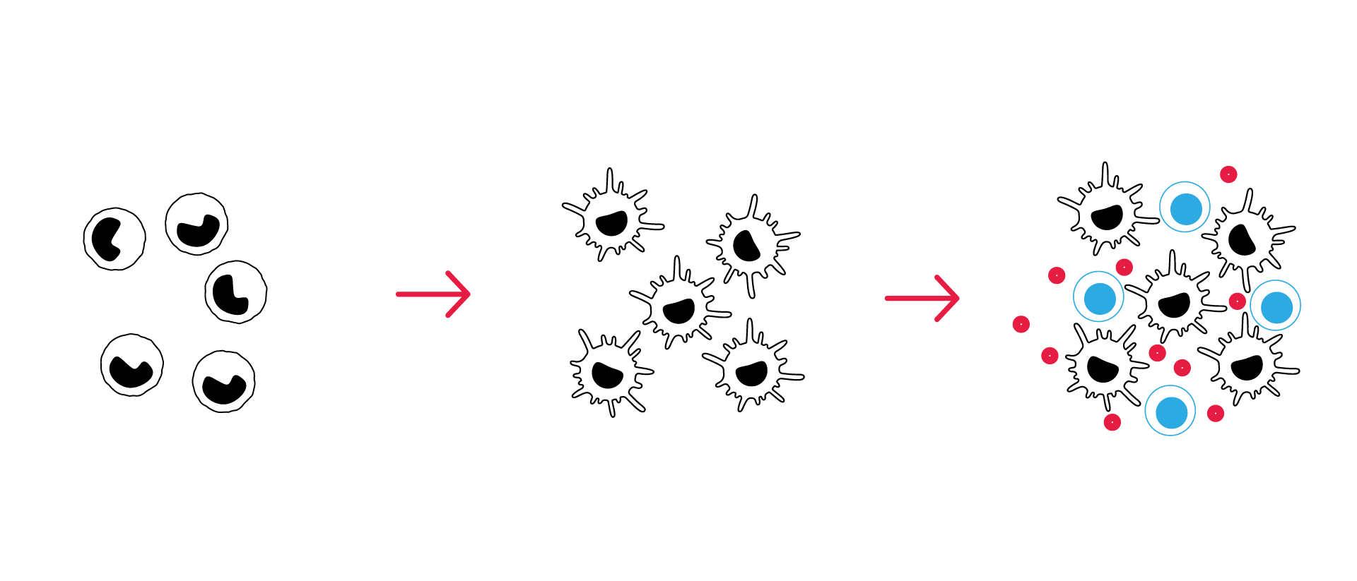 Workflow of an allogeneic MLR assay using monocyte-derived dendritic cells and CD4+ T cells.