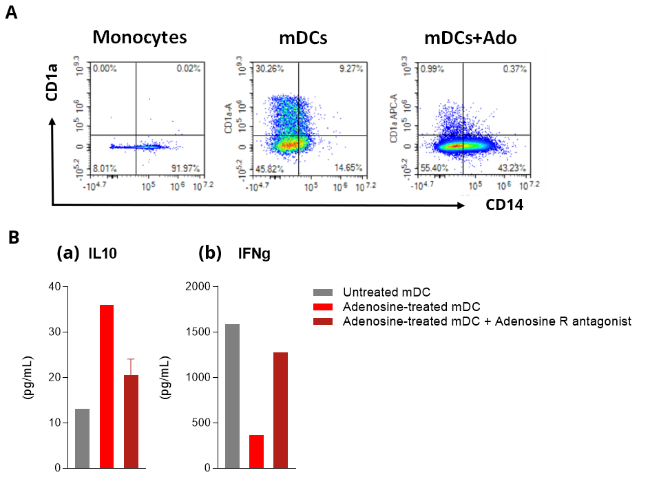 Adenosine-associated changes in dendritic-cell phenotype, IL-10 and IFN-γ responses with adenosine-receptor antagonism