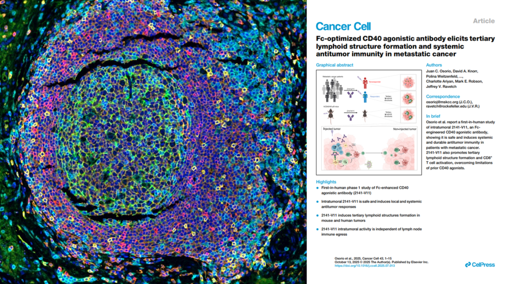 Inducing Tertiary Lymphoid Structures (TLS): our IHF data released in Cancer Cell (MSKCC collaboration)