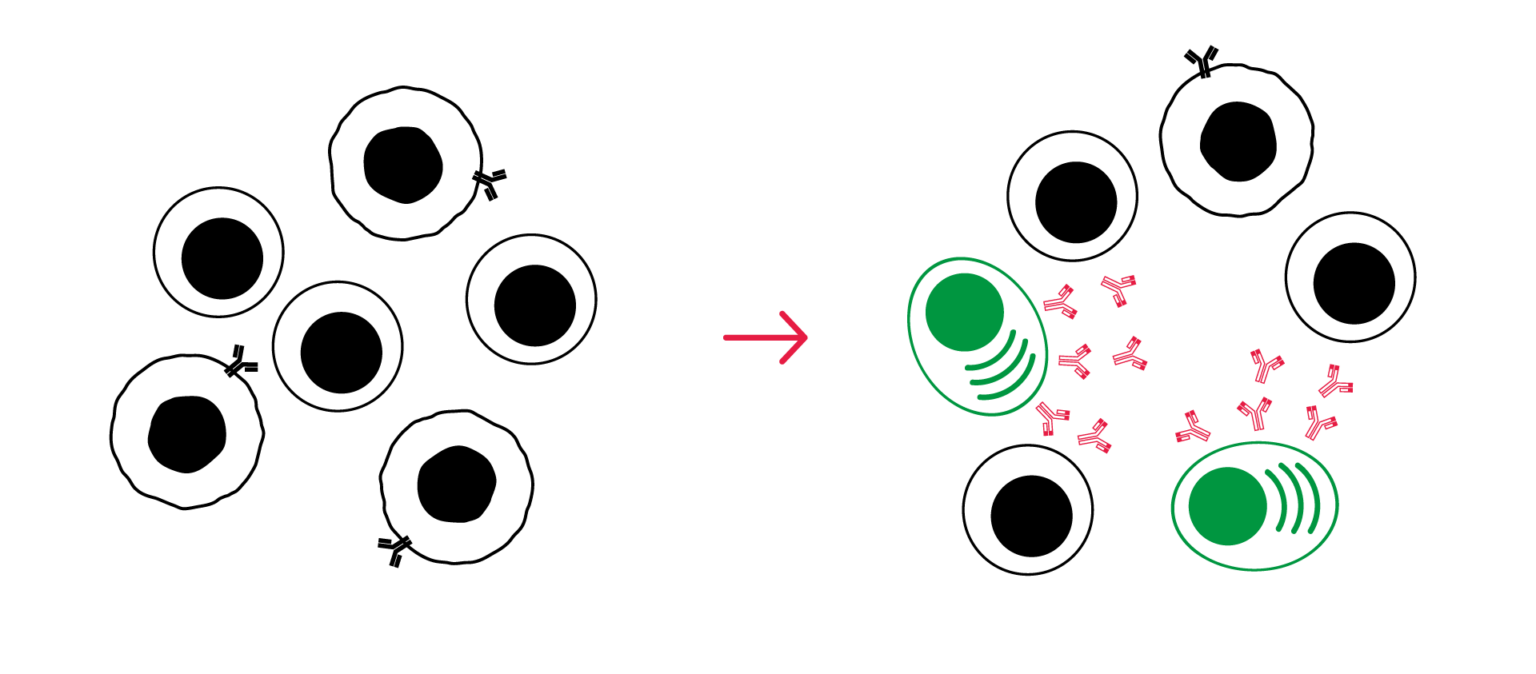 Germinal center reaction assay workflow using human Tfh and memory B-cell co-culture with functional and phenotypic readouts